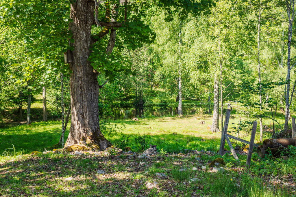 Lummig glänta med en grov ek och björkar i Åsens naturreservat, grönt gräs och en skogstjärn skymtar i bakgrunden.