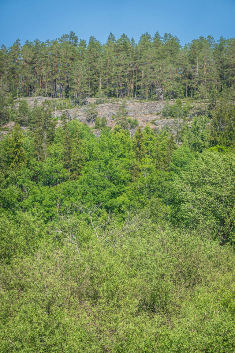 Grön lövskog i förgrunden med bergigt landskap och tallskog på Ekhultebergen, sett från norra utsiktsplatsen i Åtvidaberg