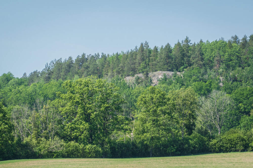 Grönskande skog med berghällen Seboklint synlig bland träden, sedd från ängsmarken vid Falerum i Åtvidabergs kommun
