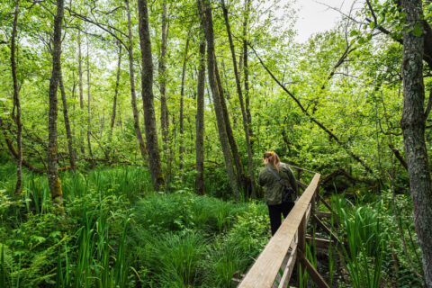 Kvinna på träspång genom frodig grön sumpskog längs Vistkärrets naturled i Linköping, omgiven av tät lövskog och högt gräs.