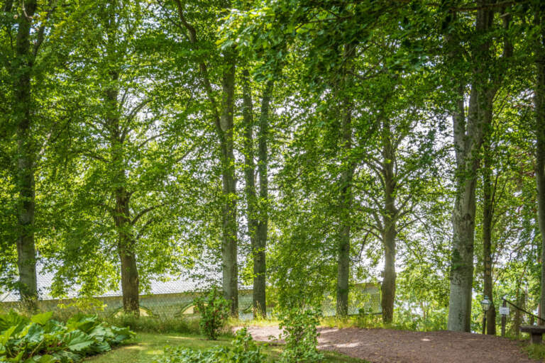 Lummig lövträdsdunge vid Ellen Keys Strand på Omberg med stig genom grönskan och byggnadstak skymtande i bakgrunden