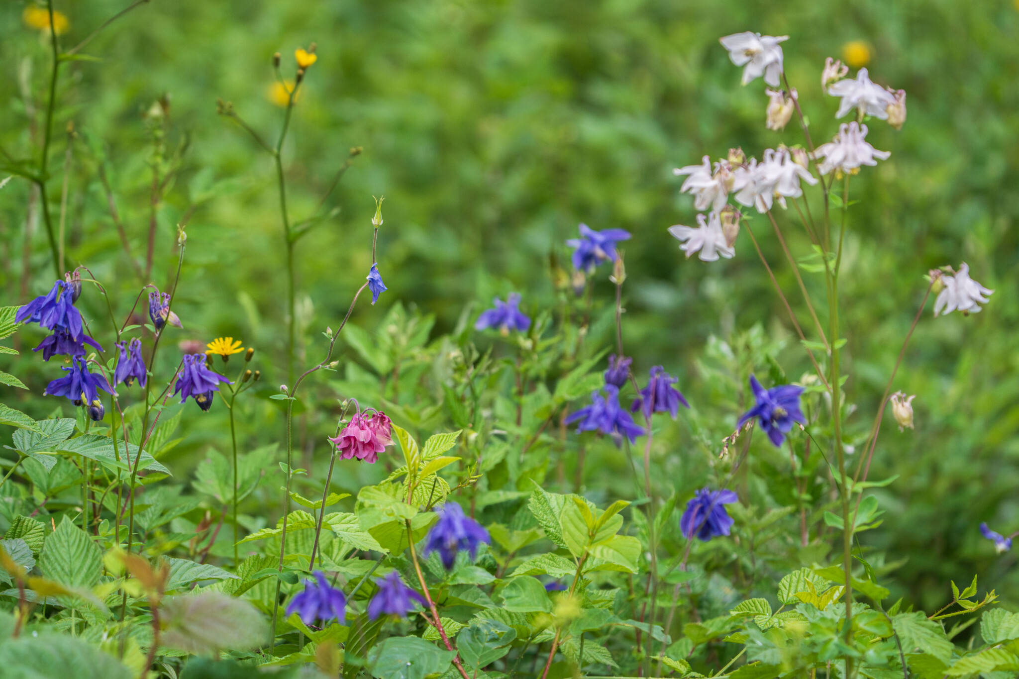 Blommande akleja i lila och vitt bland frodig grönska längs Orkidéstigen i Ombergslidens naturreservat, Östergötland