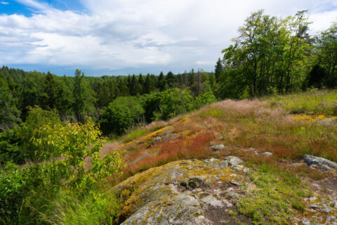 Lavklädda hällar vid fornborgen Borggården på Omberg med utsikt över grön blandskog en sommardag längs Älvarumsleden