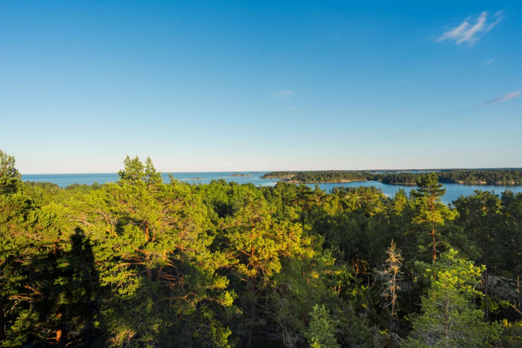 Utsikt från Eköns utsiktstorn över tallskog och Gryts skärgård i Valdemarsviks kommun en solig sommarkväll