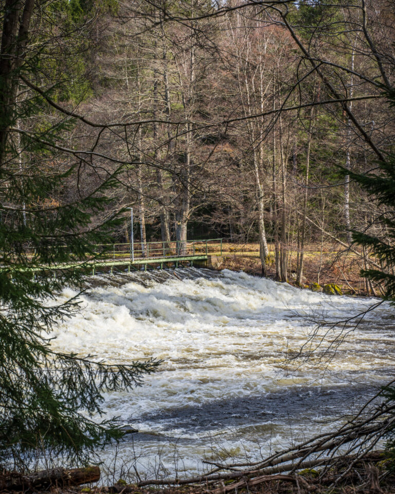 Forsande vatten vid Höljerudsforsarna i Dalsland, omgivet av vårlik blandskog med en gångbro över forsen.