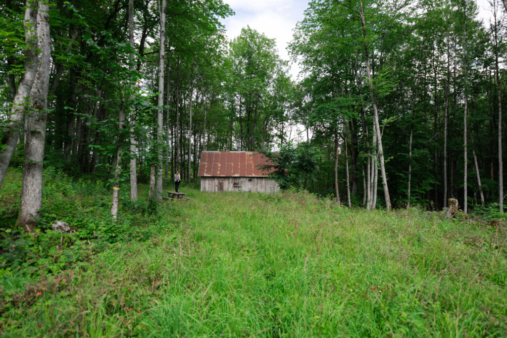 Gammal lada med plåttak omgiven av frodig lövskog och högt gräs i Dackehögens naturreservat, Dalsland