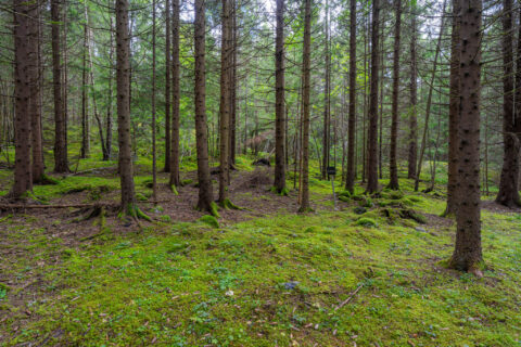 Mossklädd granskog vid Källhult i Dalsland där en forntida domarring döljer sig bland trädstammarna