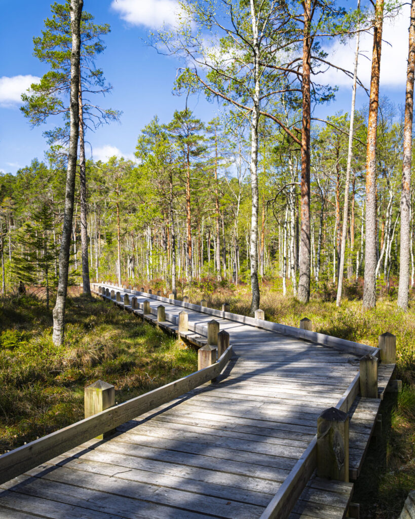 Bred träspång genom våtmark och tallskog i Tresticklans nationalpark, en tillgänglighetsanpassad vandringsled i Dalsland
