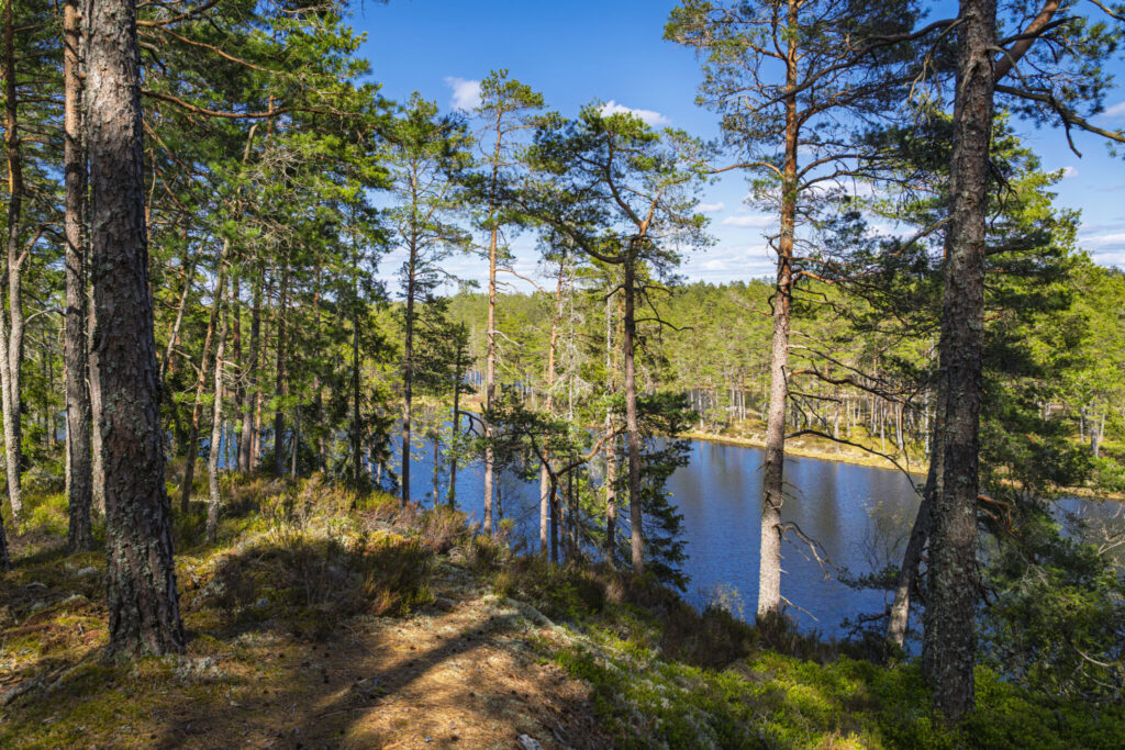 Skogsklädd stig med tallskog vid en stilla sjö i Tresticklan nationalpark, Dalsland, en solig sommardag