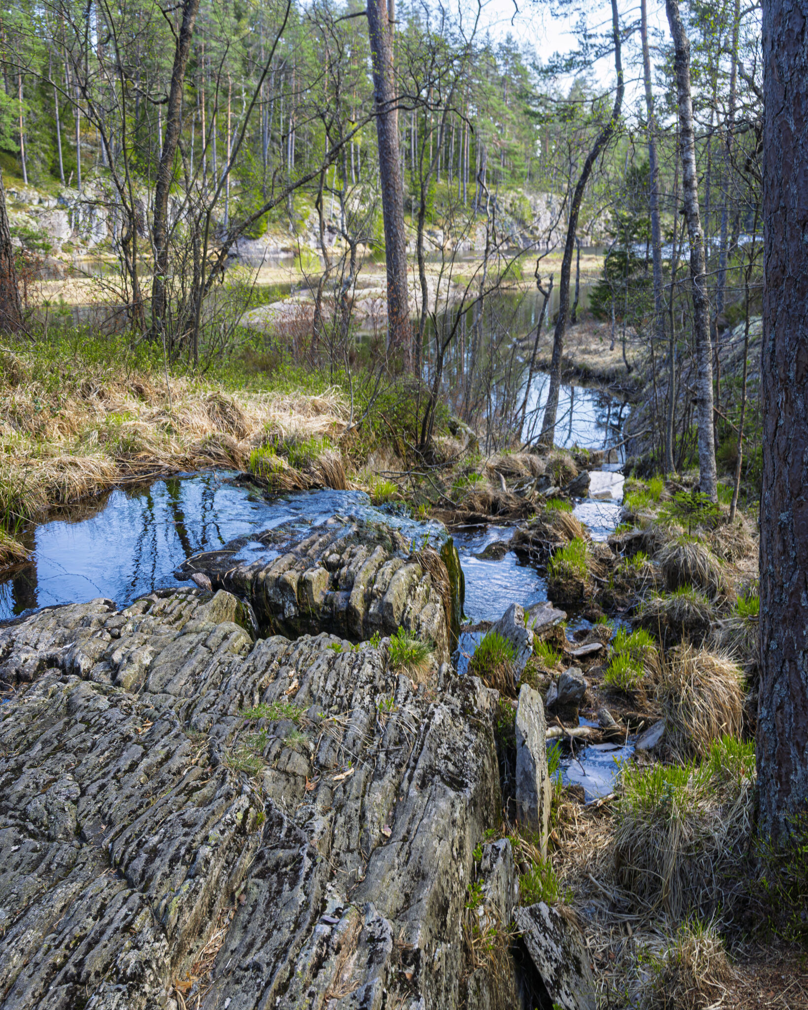 Skiktade berghällar vid en stilla bäck i Tresticklans nationalpark, omgiven av tallskog, våtmark och klippor längs Bråtaneleden.