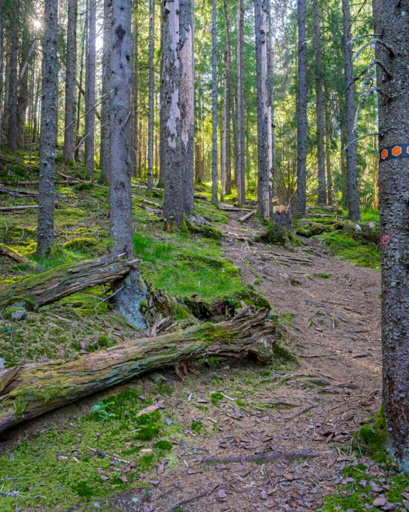 Skogsstig med orangea ledmarkeringar längs Orshöjdsleden i Tresticklans nationalpark, omgiven av mossbeklädd mark och barrträd