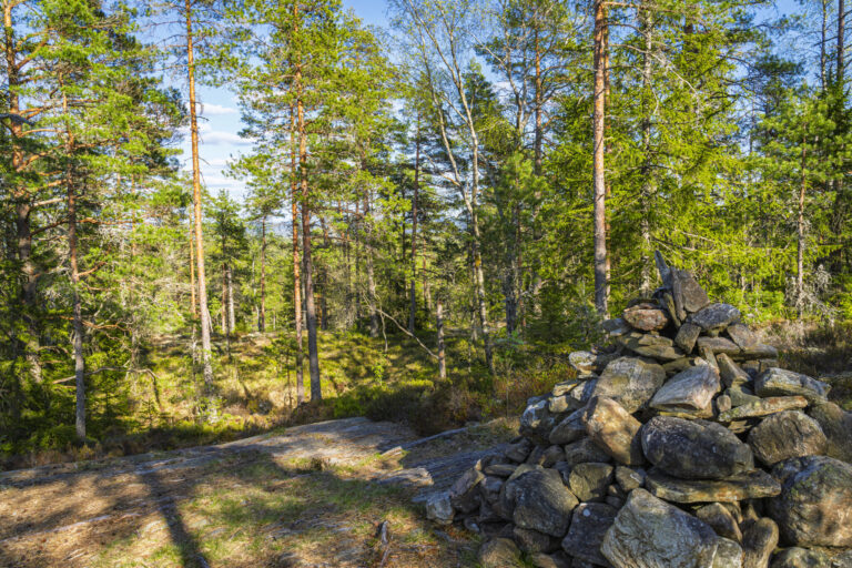 Stenröse vid Orshöjdsleden i Tresticklans nationalpark, omgivet av tallskog och hällar i sommarljus