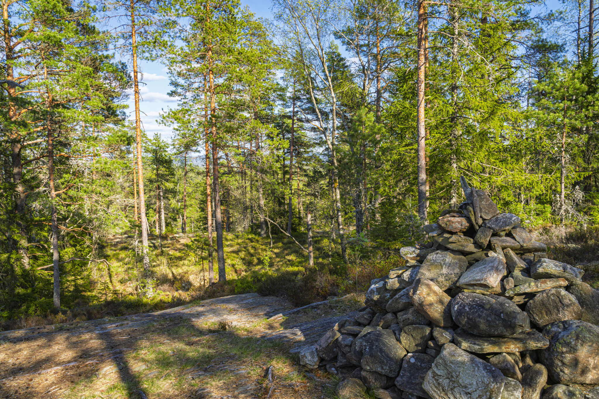 Stenröse vid Orshöjdsleden i Tresticklans nationalpark, omgivet av tallskog och hällar i sommarljus