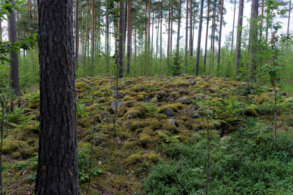 Mossbeklädda stenrader i tallskog vid fornlämning i Tärenäs, Tranås kommun i Småland.