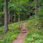 Smal skogsstig med synliga trädrötter som slingrar sig genom frodig grönska i Ramslökedalens naturreservat nära Håverud