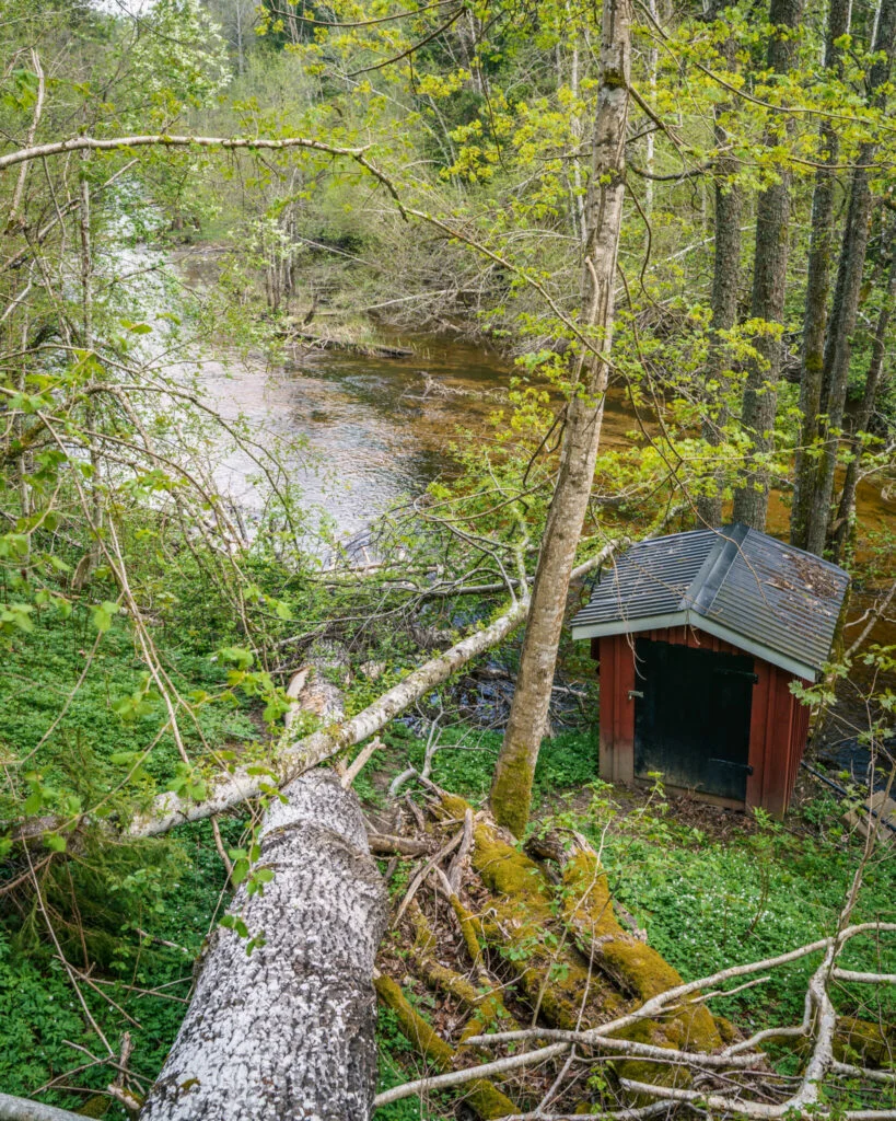 Liten röd bod vid Stenebyälven omgiven av grön lövskog och ett fallet björkträd längs Stenebyleden i Dalsland