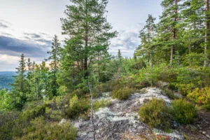 Lavklädda hällar och tallskog på Orsbergets topp i Dalsland med utsikt över det kuperade skogslandskapet