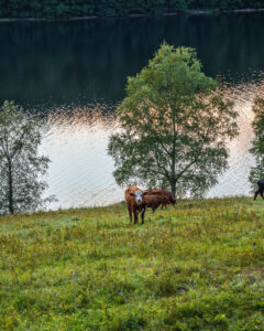 Bruna kor betar på en grön äng vid en stilla sjö i Orsbergets naturreservat, Dalsland, med björkar och kvällsljus i vattnet