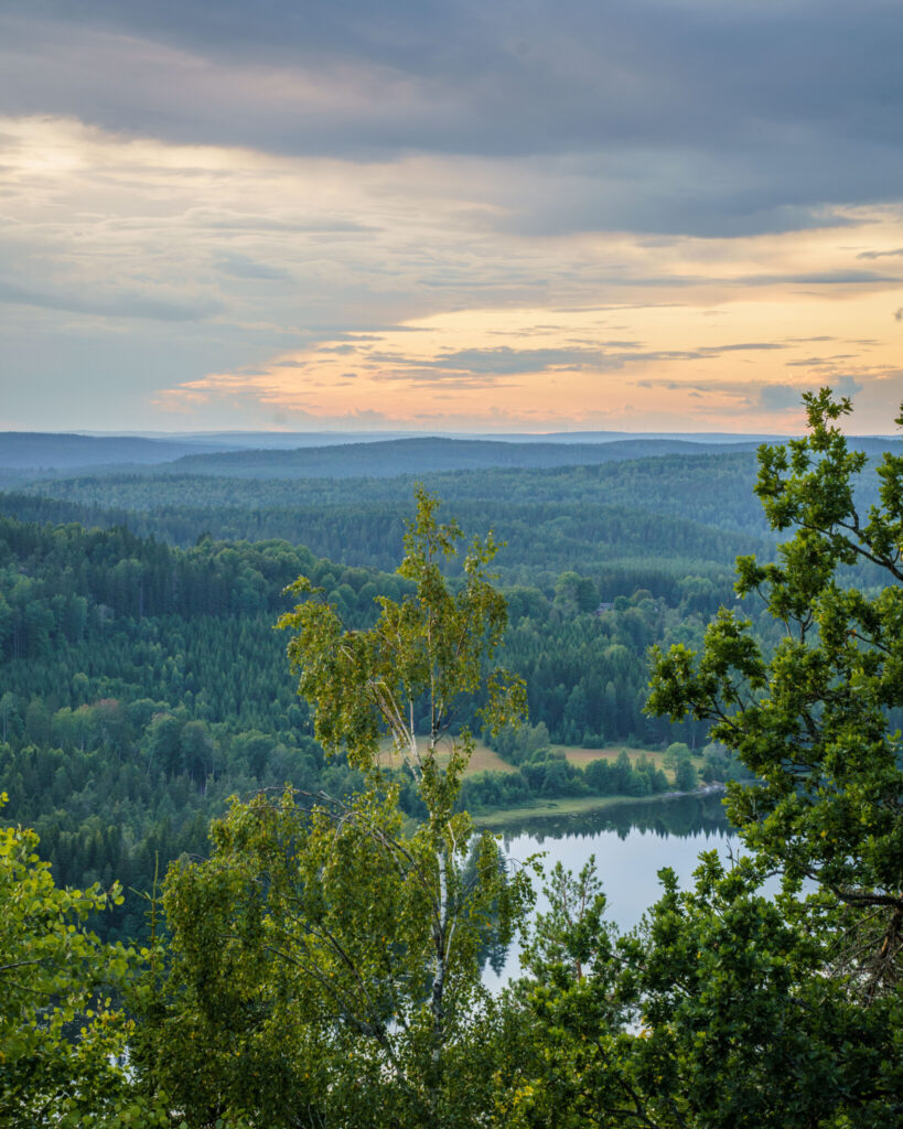 Utsikt från Orsberget i Dalsland över kuperat skogslandskap med sjö, björkar i förgrunden och dramatisk kvällshimmel.