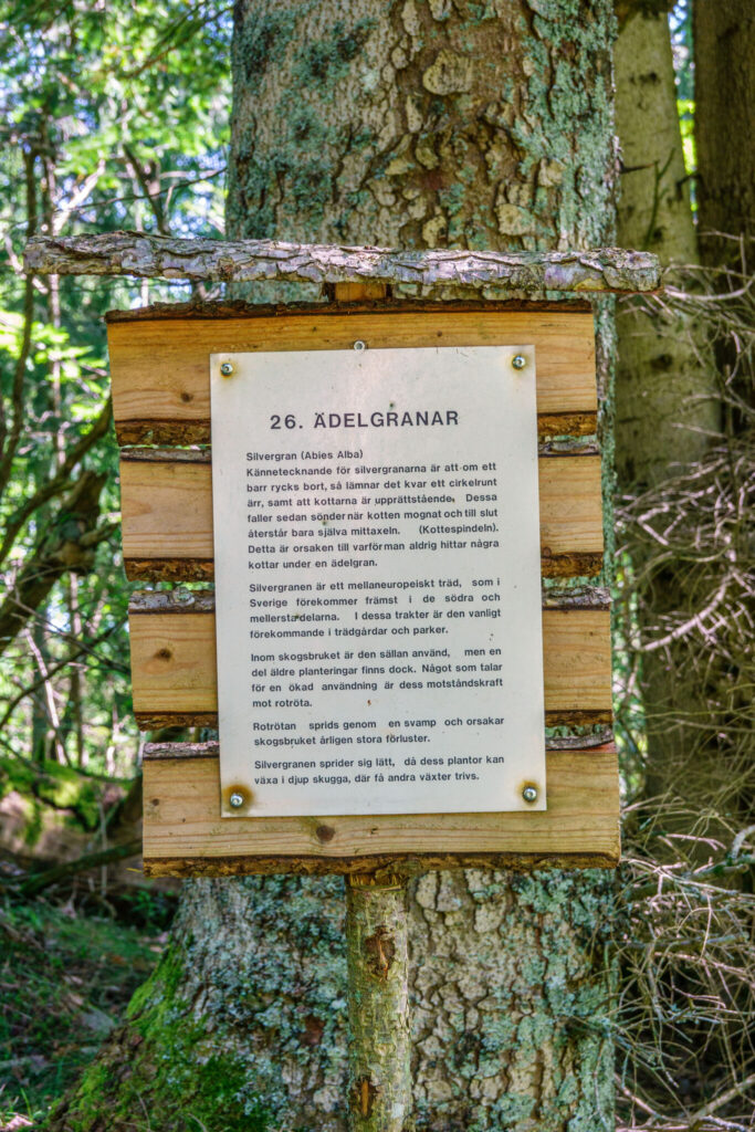 Informationsskylt om ädelgranar (silvergran) uppsatt på en trädstam längs Skogsslingan vid Linheden i Dalsland