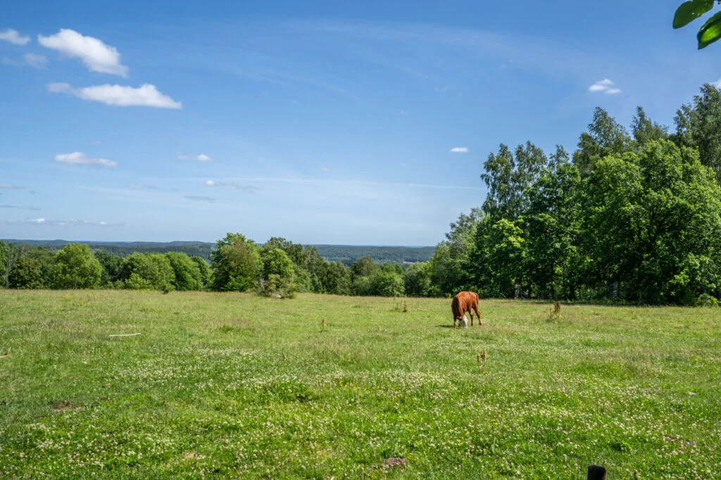 Betande brun häst på grön hagmark vid Linheden i Dalsland med vid utsikt över lummig skog och blå himmel en sommardag