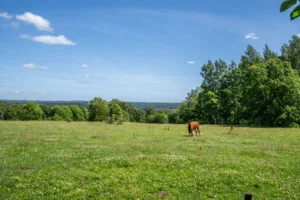 Betande brun häst på grön hagmark vid Linheden i Dalsland med vid utsikt över lummig skog och blå himmel en sommardag