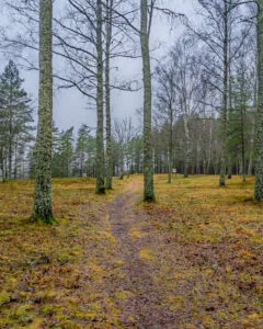 Smal stig genom glest skogslandskap med lavklädda björk- och tallstammar i Ängs naturreservat vid Dals-Ed, en disig höstdag med mossa och löv på marken.