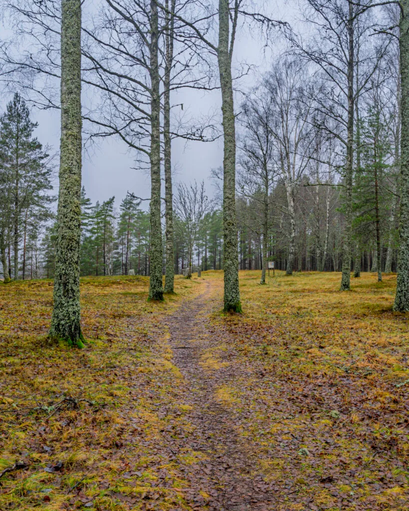 Smal stig genom glest skogslandskap med lavklädda björk- och tallstammar i Ängs naturreservat vid Dals-Ed, en disig höstdag med mossa och löv på marken.