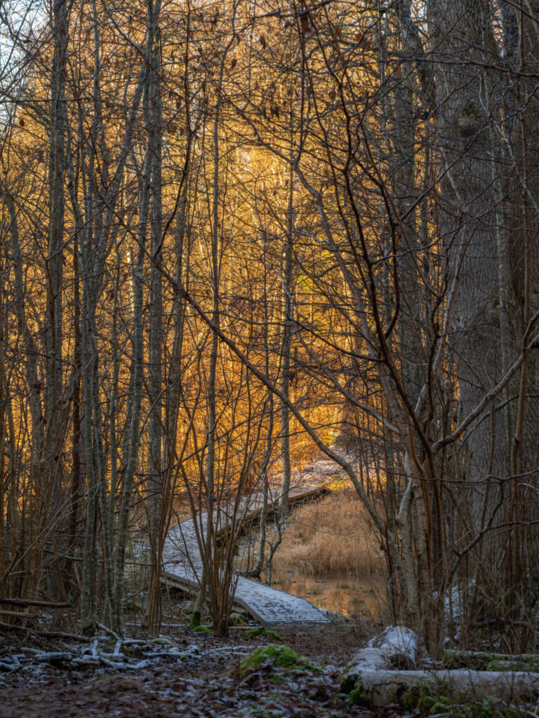 Frostig spångbro genom lövskog vid Laxsjön i Ösans naturreservat, belyst av varmt vinterskimmer.