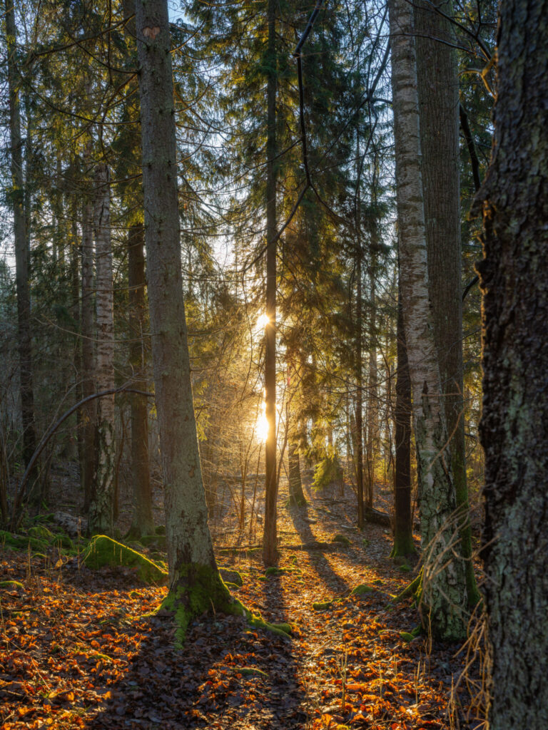Solstrålar tränger genom granarna i Ösans naturreservat i Dalsland, med mossklädda trädrötter och höstlöv på skogsmarken.