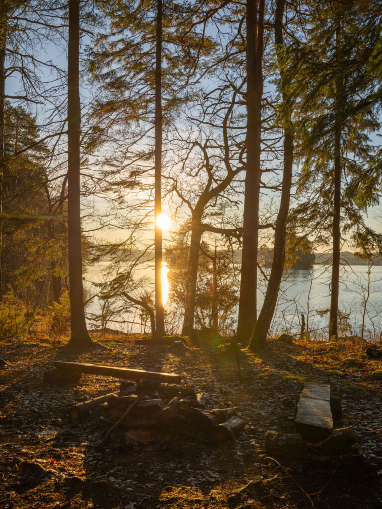 Eldplats med bänkar i skogsdunge vid Laxsjöns strand, solnedgång lyser gyllene genom träden i Ösans naturreservat.
