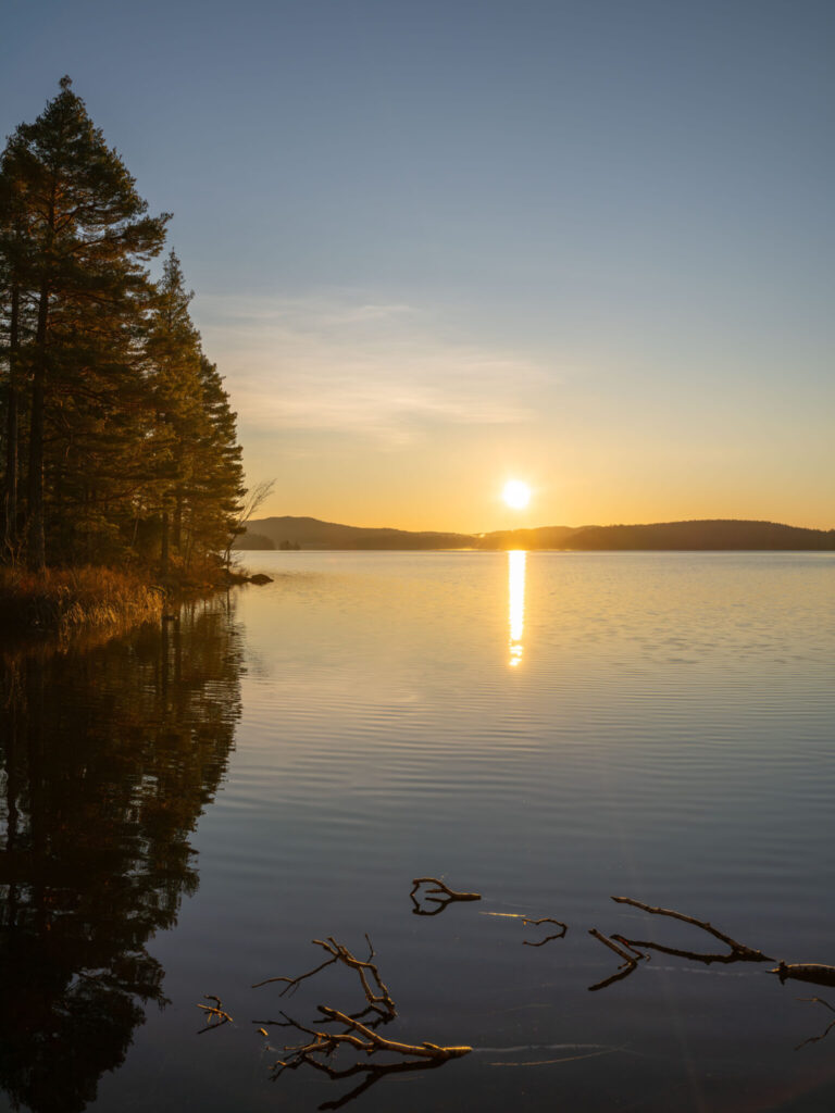 Solnedgång över stilla sjö vid Laxsjön i Dalsland, med tallar längs stranden och gyllene ljusreflex i vattnet.