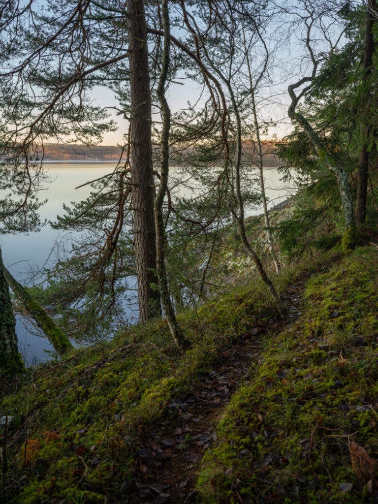 Smal skogstig längs Laxsjöns strand i Ösans naturreservat, omgiven av tallar och mossbeklädd mark i Dalsland.