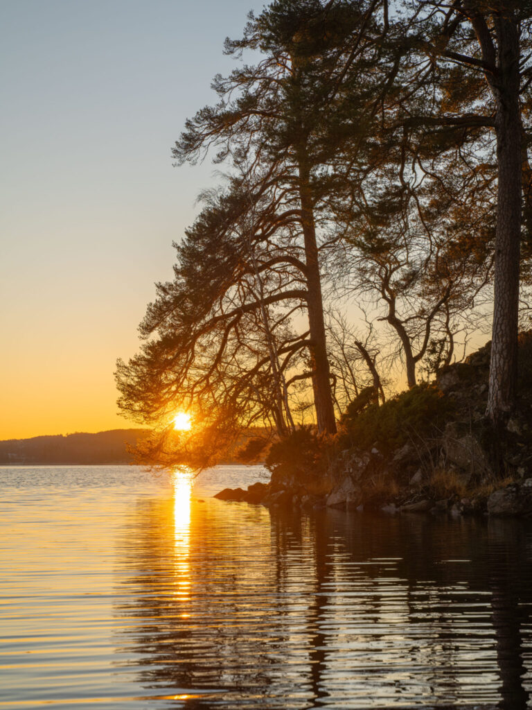 Solnedgång över Laxsjön i Ösans naturreservat, med tallsiluetter mot det gyllene ljuset reflekterat i det stilla vattnet.