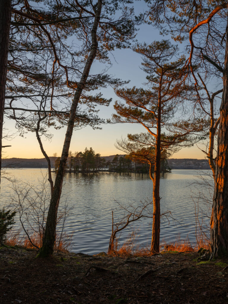 Tallstammar belysta av kvällssol vid Laxsjöns strand i Ösans naturreservat, Dalsland, med en liten skogbevuxen ö i bakgrunden.