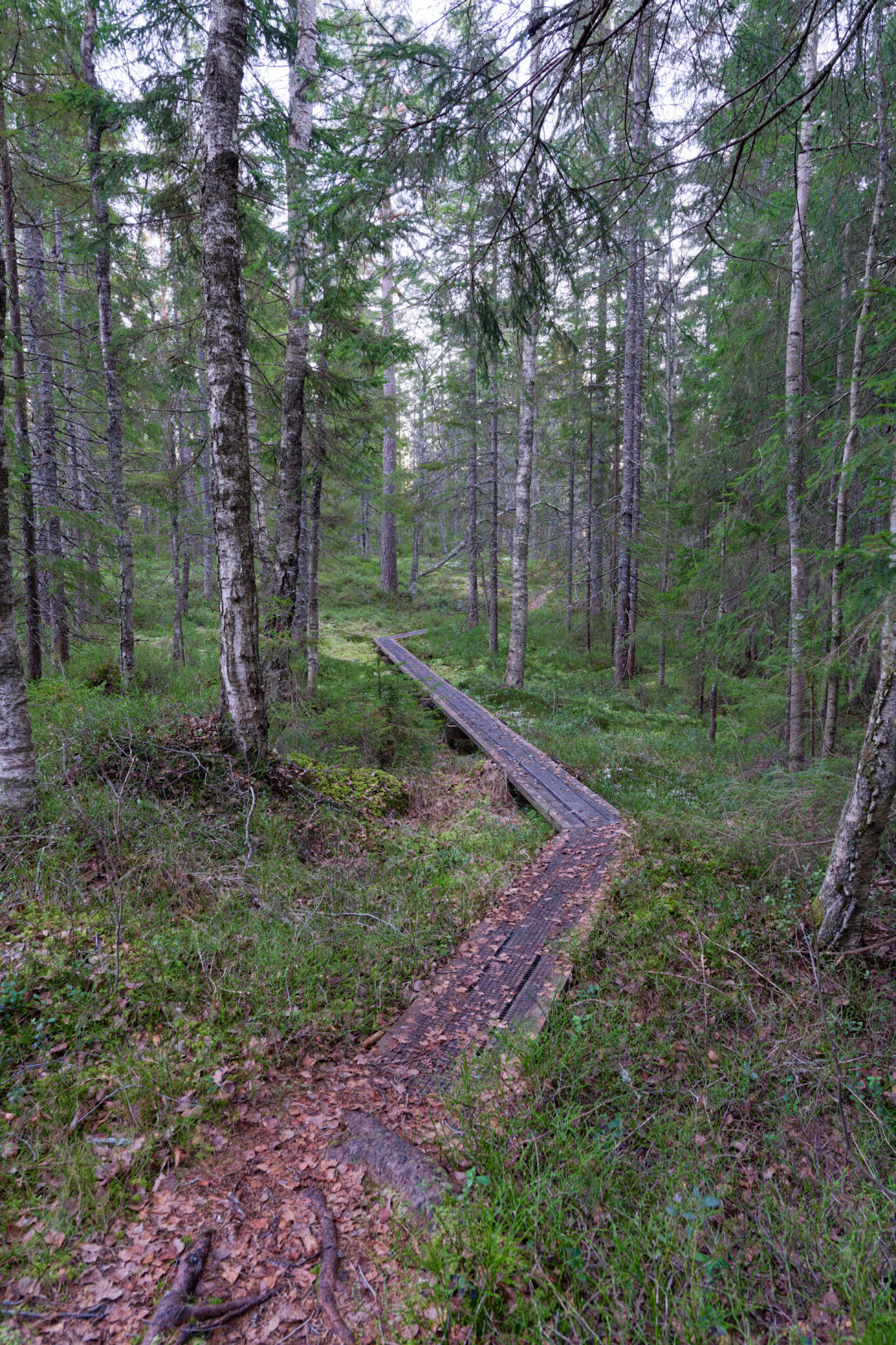 Smal spångad vandringsled slingrar sig genom tät granskog på Åmålsberget i Dalsland.