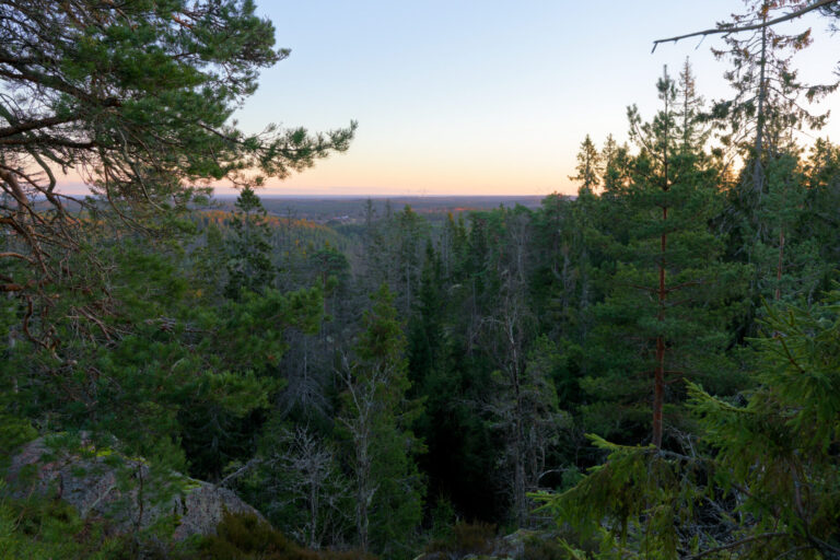 Utsikt över barrskog från Åmålsberget i skymningsljus med rosa horisont och vida skogslandskap i Dalsland.