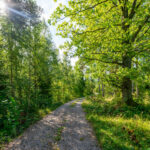 Grusväg genom lummig lövskog längs den gamla 1700-talsvägen mellan Trehörna och Smessorna i Ödeshögs kommun, Östergötland.
