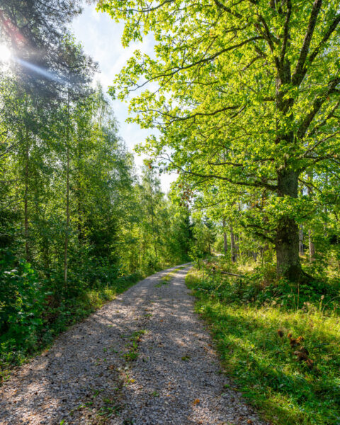 Grusväg genom lummig lövskog längs den gamla 1700-talsvägen mellan Trehörna och Smessorna i Ödeshögs kommun, Östergötland.