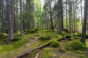 Mossbeklädda stenar och barrskog längs stigen mellan Klintens badplats och Luffarstenen i Ödeshögs kommun, Östergötland