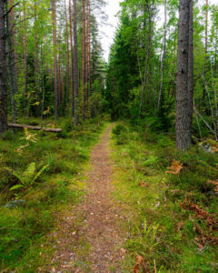 Smal vandringsled med röda markeringar genom grön barrskog i Lysings urskogs naturreservat, Ödeshög, med ormbunkar och mossa längs stigen