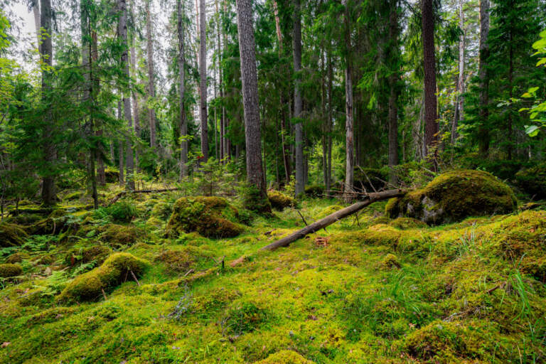 Frodig gammelskog med mossklädd mark och fallna träd i Lysings urskogs naturreservat, Ödeshögs kommun, Östergötland