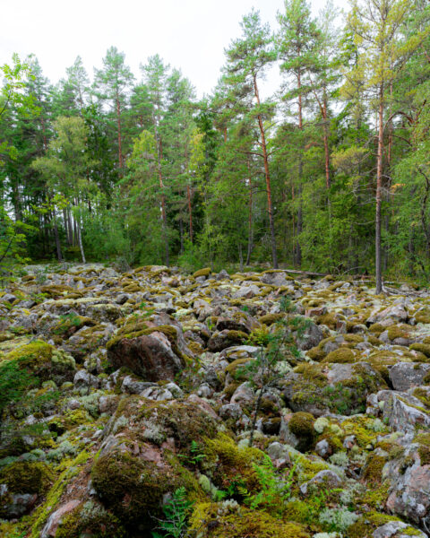 Mosstäckta stenblock i Sjöbo blocksänkor utanför Ödeshög, omgivna av tallskog – ett landskap format av istiden.