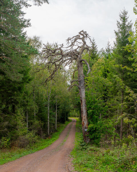Fagerhulta tall, en gammal tandvärkstall med krokiga bara grenar, vid en skogsväg längs Östgötaleden i Ödeshögs kommun