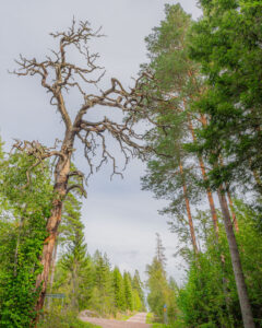 Fagerhulta tall, en gammal död tall med krokiga kala grenar, vid en grusväg i skogen nära Ödeshög i Östergötland