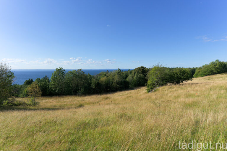 Sommaräng med högt gräs i Holkabergs naturreservat med utsikt över trädtoppar och Vättern under klarblå himmel