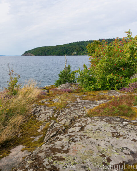 Lavklädda klippor med nyponbuskar och ljung vid Vätterns strand längs Hästholmenslingan, med en skogsklädd udde i bakgrunden.