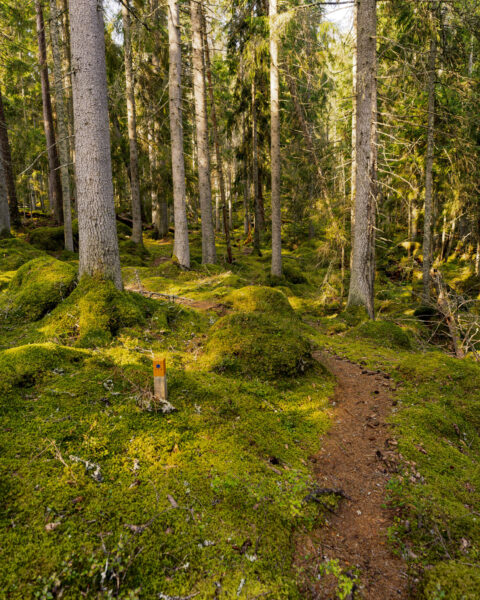 Smal vandringsled genom mossbeklädd barrskog i Ycke urskog, Östergötland, med ledmarkering vid stigen