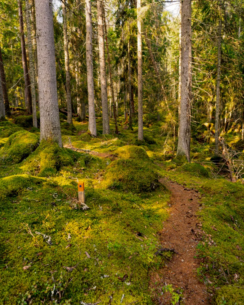 Smal vandringsled genom mossbeklädd barrskog i Ycke urskog, Östergötland, med ledmarkering vid stigen