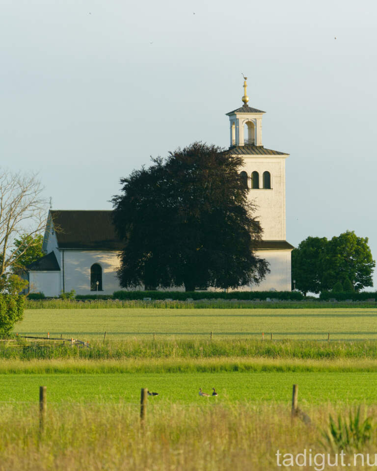 Svanshals kyrka sedd över gröna åkermarker vid Tåkern, med ett stort lövträd framför det vita kyrktornet och gäss i förgrunden